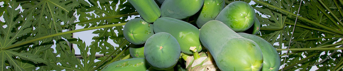 Je bent nu in de 36e week van je zwangerschap headerfoto papaya Kraamzorg de Waarden 
