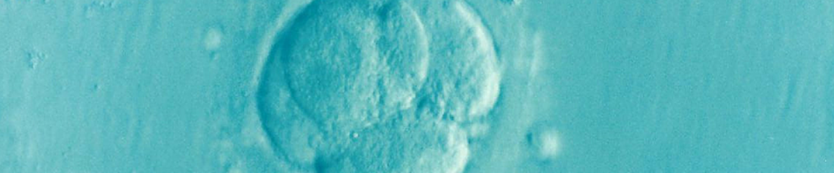 Week 3 Kraamzorg de Waarden Embryo