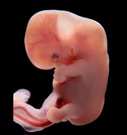 foetus 8 weken